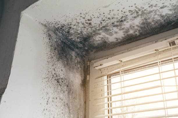 Affordable Mold Remediation solutions in Rapidan, VA
